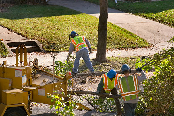 How Our Tree Care Process Works  in Troy, NC